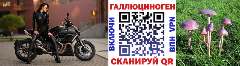 наркота  Белозерск  Псилоцибиновые грибы Psilocybe 